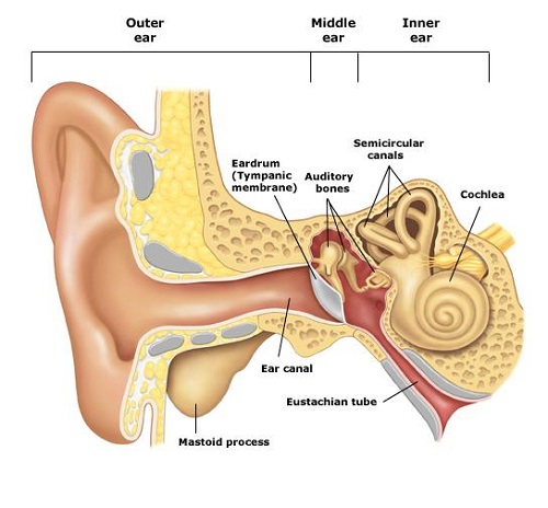 Novi Dizziness & Vestibular Testing inner ear diagram